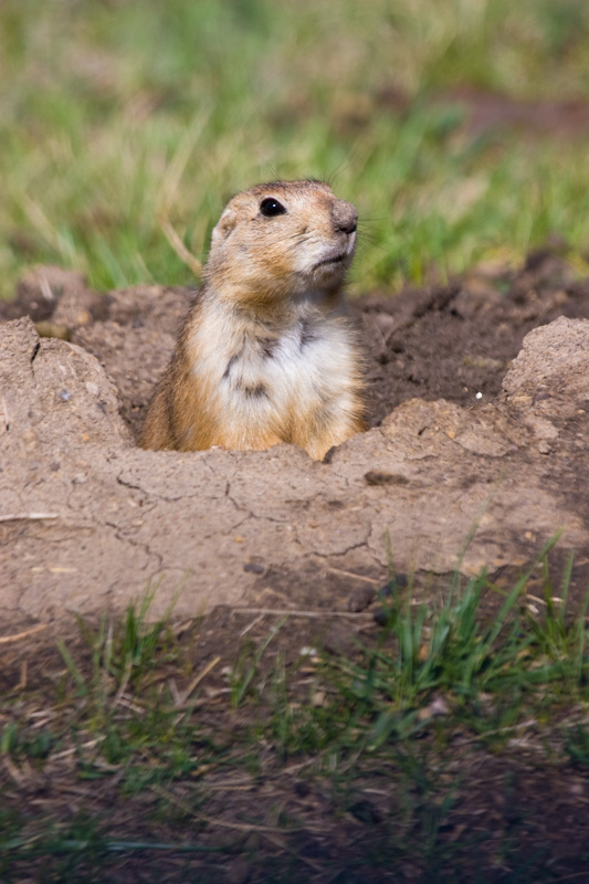 Black-Tailed Praire Dog